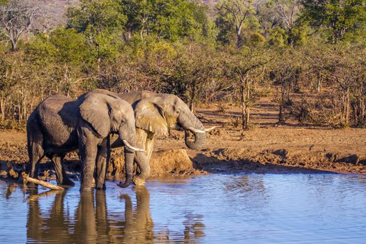 Specie Loxodonta africana family of Elephantidae
