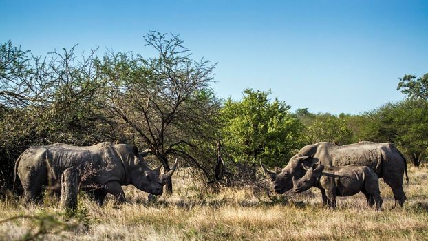 Specie Ceratotherium simum simum family of Rhinocerotidae