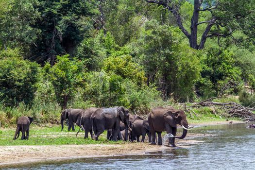 Specie Loxodonta africana family of Elephantidae