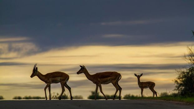 Specie Aepyceros melampus family of bovidae