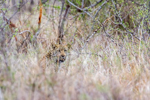 Specie Panthera pardus family of felidae