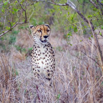 Specie Acinonyx jubatus family of felidae