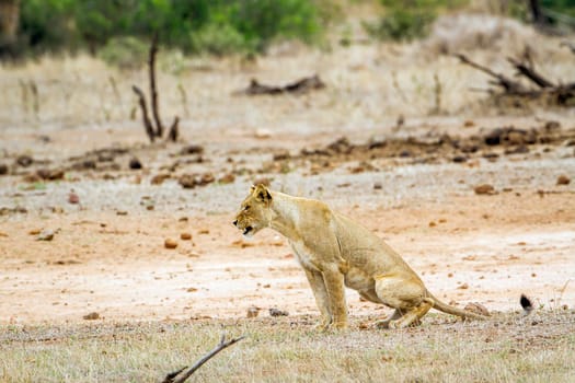 Specie Panthera leo family of felidae