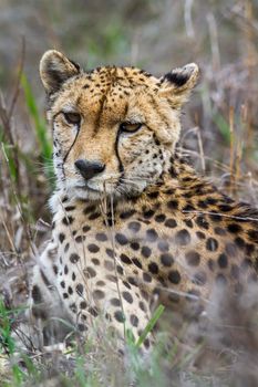 Specie Acinonyx jubatus family of felidae