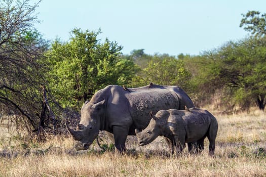 Specie Ceratotherium simum simum family of Rhinocerotidae