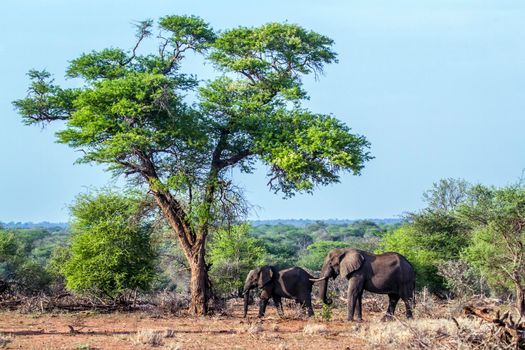 Specie Loxodonta africana family of Elephantidae