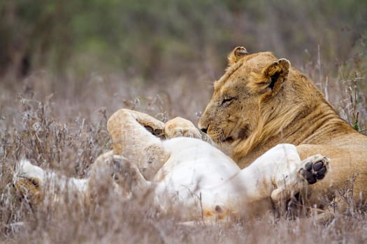 Specie panthera leo family of felidae