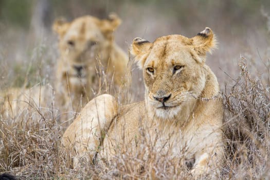 Specie panthera leo family of felidae