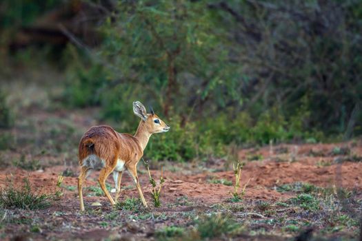 Specie Raphicerus campestris family of bovidae