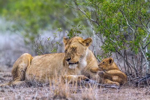 Specie Panthera leo family of felidae