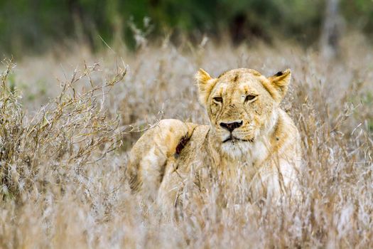Specie panthera leo family of felidae