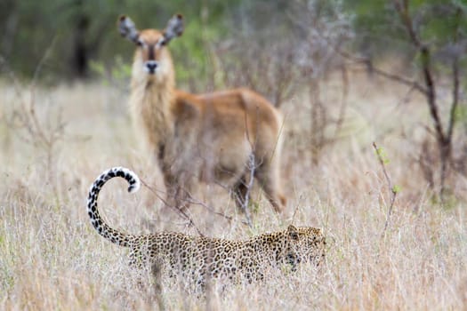 Specie Panthera pardus family of felidae