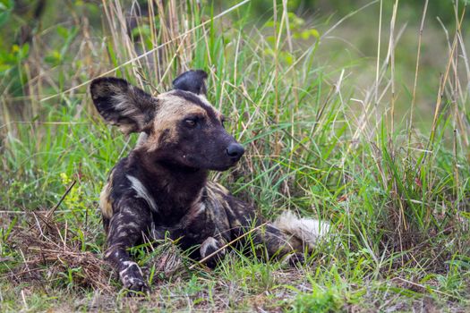 Specie Lycaon pictus family of canidae