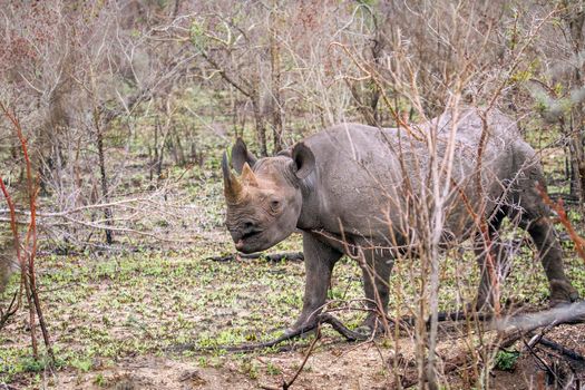 Specie Diceros bicornis famuly of Rhinocerotidae