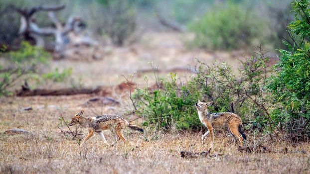 Specie Canis mesomelas family of canidae