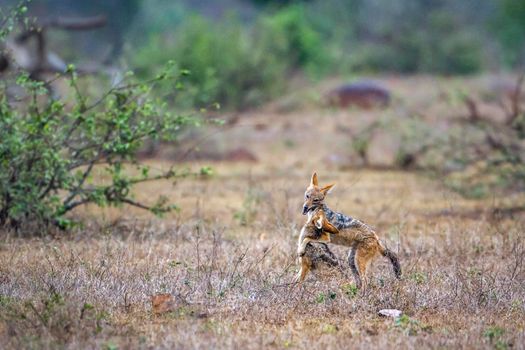 Specie Canis mesomelas family of canidae