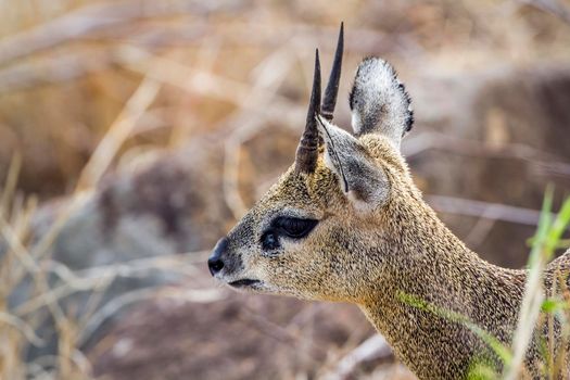 Specie Oreotragus oreotragus family of bovidae