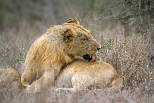 Specie panthera leo family of felidae