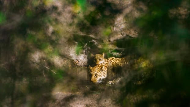 Specie Panthera pardus family of felidae