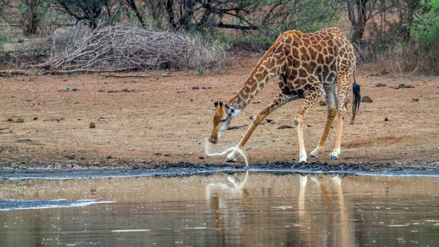 Specie Giraffa camelopardalis family of Giraffidae