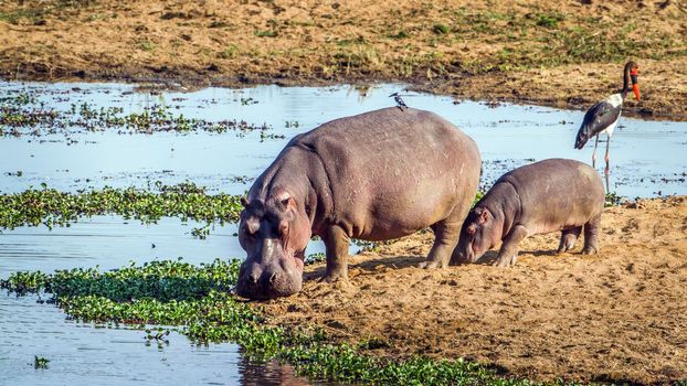Specie Hippopotamus amphibius family of Hippopotamidae