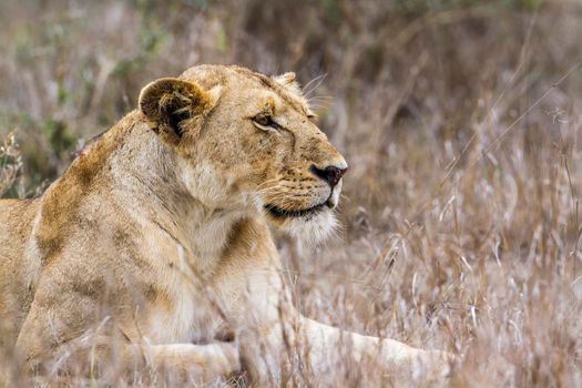 Specie panthera leo family of felidae