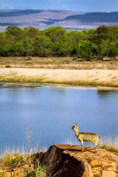 Specie Oreotragus oreotragus family of bovidae