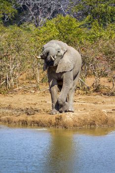 Specie Loxodonta africana family of Elephantidae