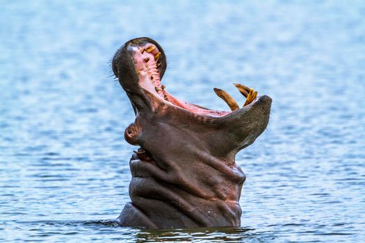 Specie Hippopotamus amphibius family of Hippopotamidae