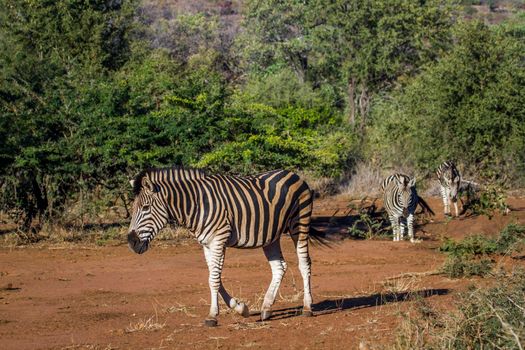 Specie Equus quagga burchellii family of Equidae