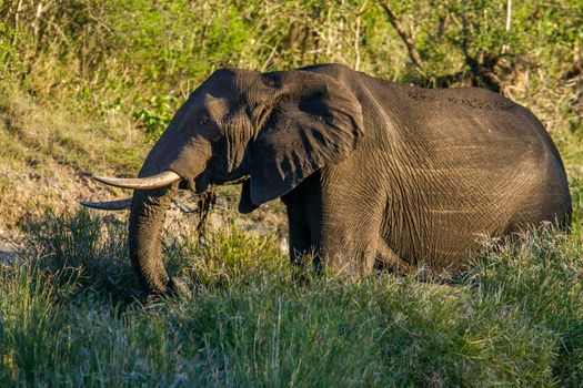 Specie Loxodonta africana family of Elephantidae