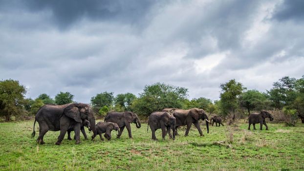 Specie Loxodonta africana family of Elephantidae