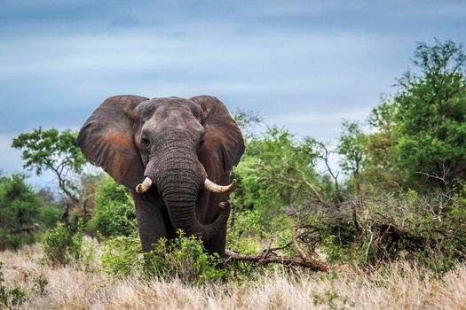 Specie Loxodonta africana family of Elephantidae