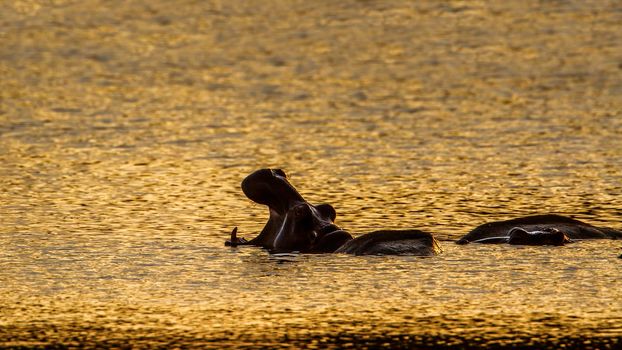Specie Hippopotamus amphibius family of Hippopotamidae
