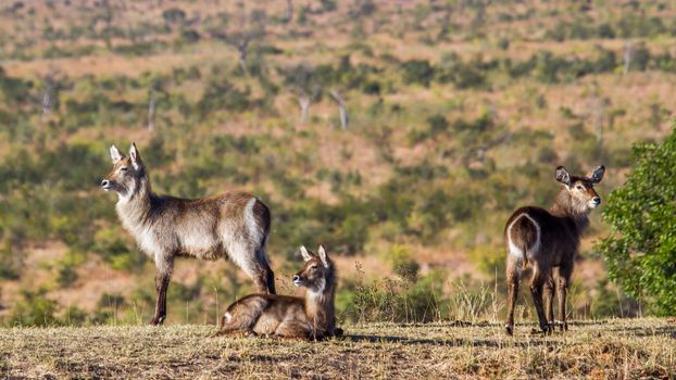 Specie Kobus ellipsiprymnus family of Bovidae