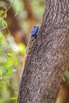 Specie atricollis d'Acanthocerus family of agamidae