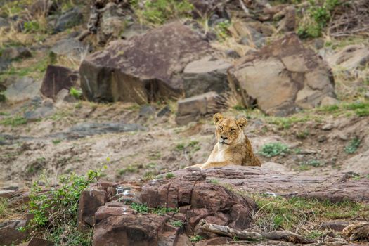 Specie Panthera leo family of felidae
