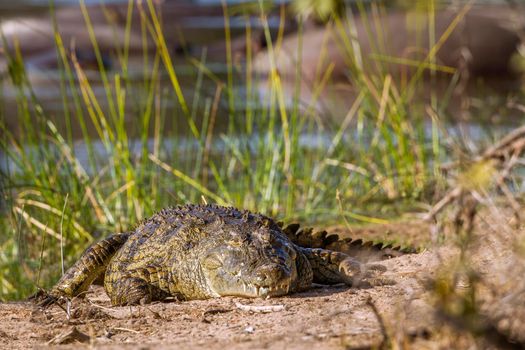 Specie Crocodylus niloticus family of Crocodylidae