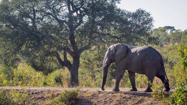 Specie Loxodonta africana family of Elephantidae
