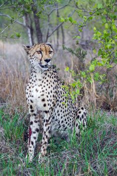 Specie Acinonyx jubatus family of felidae