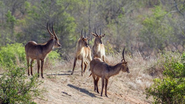 Specie Kobus ellipsiprymnus family of bovidae