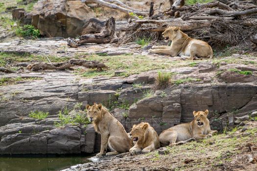 Specie Panthera leo family of felidae