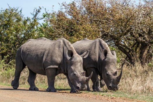 Specie Ceratotherium simum simum family of Rhinocerotidae