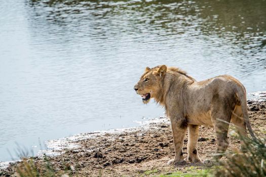 Specie Panthera leo family of felidae