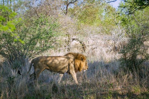 Specie Panthera leo family of felidae