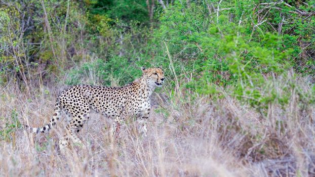 Specie Acinonyx jubatus family of felidae