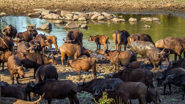 Specie Syncerus caffer family of bovidae