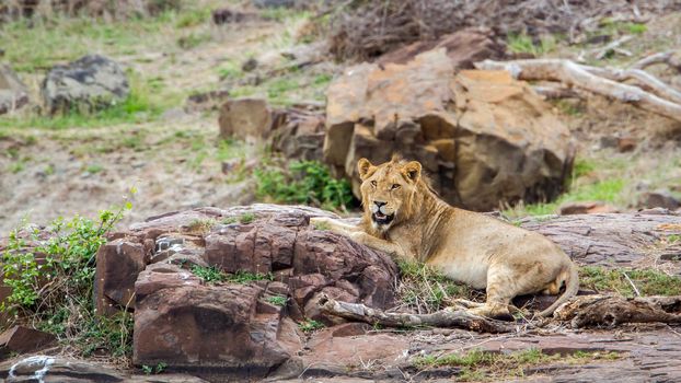 Specie Panthera leo family of felidae