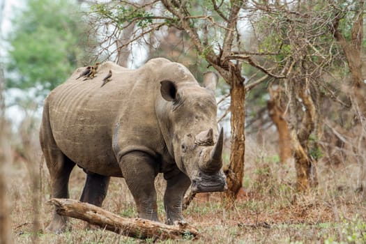 Specie Ceratotherium simum simum family of Rhinocerotidae