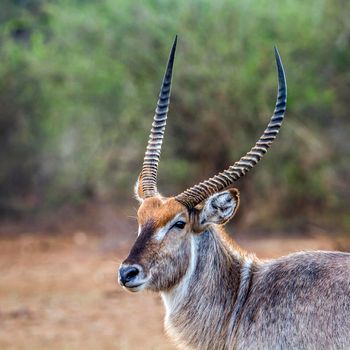 Specie Kobus ellipsiprymnus family of bovidae